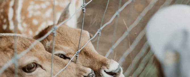 De Magie Van Speelboerderijen Tijdens Kinderkampen