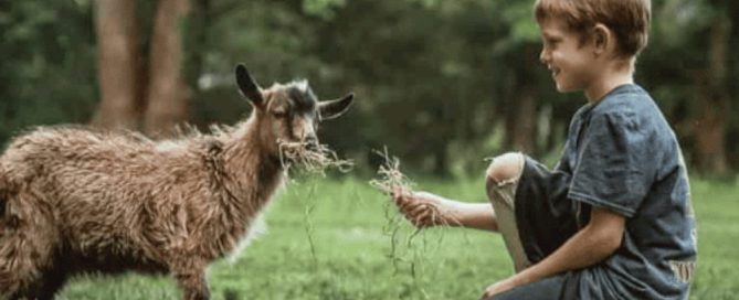 Dierenobservatie Wat Kinderen Leren Van Wilde Dieren Op Kamp