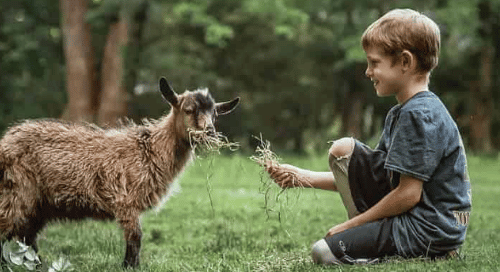 Dierenobservatie: wat kinderen leren van wilde dieren op kamp